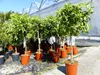 Citrus Yuzu 100 - 120 cm, Zitronenbaum Zitrone, japanische Produktbild-Vorschau 4