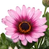 Cape basket – Osteospermum ecklonis – kvetináč 11 cm – sada Náhľad obrázku produktu 3