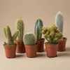 Lot de 6 cactus « Barcelona » dans des mini-pots en Voir les images du produit 4