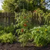 Tuteurs KADAX 150 cm, lot de 3, tuteurs pour plantes Voir les images du produit 2