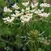 6 x Wilde Möhre - Daucus carota  | Topf 9cm x 9cm Produktbild-Vorschau 2