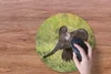 MuchoWow® Mauspad Mousepad Elefant - Baby - Kalb 40x40 cm - Produktbild-Vorschau 3