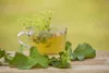 Foeniculum vulgare, Fenchel, aromatisch, ca. 9x9 cm Topf Produktbild-Vorschau 7