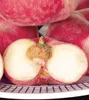 BALDUR Garten 1x Teller-Pfirsich 'PlatiforTWO®', Pflanze im Produktbild-Vorschau 2