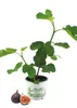 Enseleits Feigenbaum, Ficus carica, Feigenbaum  Winterhart Produktbild-Vorschau 1