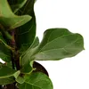 Bloomique - Ficus Lyrata Bambino - Geigenfeige - Produktbild-Vorschau 5