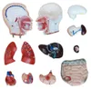 Anatomie Modell Torso des Menschen Anatomiemodell Produktbild-Vorschau 3