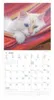 Alpha Edition - Samtpfötchen Kalender 2026 - Wandkalender & Produktbild-Vorschau 7