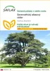 SAFLAX - Severoafrický atlasový céder - Cedrus atlantica - Náhľad obrázku produktu 1