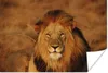 MuchoWow® Poster Löwe - Porträt - Jagd 90x60 cm - Produktbild-Vorschau 1