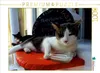 Calvendo Milchtrinkende Katze vor Taverne 1000 Teile Puzzle Produktbild-Vorschau 3