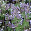Bloomique - 3er Set - Nepeta Faassenii - Katzenminze - Produktbild-Vorschau 3