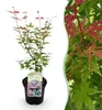 GreenboutiQ - Balkonpflanze - Japanischer Ahorn - Acer Produktbild-Vorschau 1