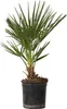 A potted palm plant against a white background. Podgląd zdjęcia produktu
