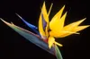 SAFLAX - Gelbe Strelitzie - Mandelas Gold - Strelitzia Produktbild-Vorschau 4