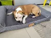 Letto grande per cani divano per cani cuscino per cani Anteprima dell’immagine prodotto 12