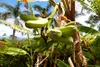 SAFLAX  - Banane plantain - 10 graines - Musa Voir les images du produit 9