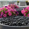 Schwarze Flusssteine als Mulchersatz in Pflanzkübeln mit rosa Petunien Produktbild-Vorschau
