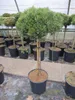 Pinus mugo Mops - Kugel-Kiefer Mops - Stamm 60cm Produktbild-Vorschau 1
