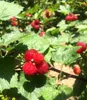 BALDUR Garten 1x Himbeer-Baum Raspbeary® mit Stamm & Krone, Produktbild-Vorschau 4