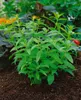 Zitronenverbene, im Topf - Aloysia triphylla Produktbild-Vorschau 10