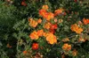 Potentilla 'Red Ace', Fingerstrauch, leuchtend rot, ca. 9x9 Produktbild-Vorschau 1