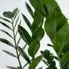 Zamiokulkas - Zamioculcas Zamiifolia - Wysokość 55-65cm - Podgląd zdjęcia produktu 4