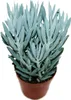 Senecio Aquarine 15cm kvetiná? Náhľad obrázku produktu 2