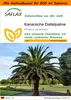 SAFLAX Garden in the bag - Kanarische Dattelpalme - Phoenix Produktbild-Vorschau 1