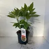 Aucuba japonica 'Variegata' - Japanische Aukube | 30-40 cm Produktbild-Vorschau 3