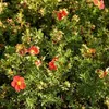 2 x  Fingerstrauch Marian Red Robin - Potentilla fruticosa Produktbild-Vorschau 2