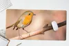 MuchoWow® Schreibtischunterlage Vogel - Zweig - Rotkehlchen Produktbild-Vorschau 5