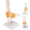 Anatomický model kostry v měřítku 1:1 v životní velikosti Náhled obrázku produktu 13