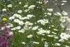Leucanthemum vulgare, Margerite, weiß, ca. 9x9 cm Topf Produktbild-Vorschau 13