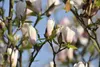 Magnolia soulangiana 'Heaven Scent', Magnolie, rosa Blüten, Produktbild-Vorschau 6