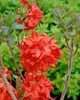 Rhododendron luteum 'Fireball', gelb-orange, 40–50 cm Produktbild-Vorschau 9