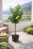 Citrus limon Verna 120–140 cm – citroník pravý – Náhled obrázku produktu 1