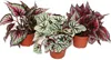 Zmes listových begónií "Botanica" - 3 rastliny - 12cm Náhľad obrázku produktu 1