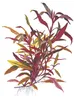 Alternanthera reineckii Pink Breitblättriges rotes Produktbild-Vorschau 3