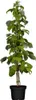Schönemann Himbeere sommertragend robust gutes Aroma 60-100 Produktbild-Vorschau 4