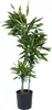 Dragonnier - Dracaena fragrans 'Cintho' - Hauteur 140-150cm Voir les images du produit 6