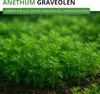 Dill Gewöhnlicher Samen - Anethum graveolens - Dillsamen - Produktbild-Vorschau 2