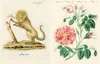 John Derian Sticker Book II Produktbild-Vorschau 4