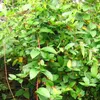 A close-up view of a dense green plant with red stems and some yellow leaves. Anteprima dell’immagine prodotto