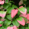 2 x  Flamingo-Strahlengriffel - Actinidia kolomikta  | Produktbild-Vorschau 6