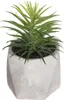 Plante Déco Pot Assorti Décoration Intérieure Variée - Voir les images du produit 1