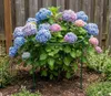 Support pour plantes vivaces en métal 70 cm (x1) - Support Voir les images du produit 10