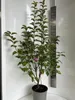 Malus 'Evereste' – jabloň okrasná | 100–120 cm v květináči Náhled obrázku produktu 1