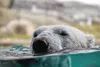 Vlies Fototapete EISBÄR SCHWIMMT IM WASSER 375 x 250 cm Produktbild-Vorschau 2