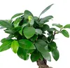 Chinesische Feige - pflegeleichte Zimmerpflanze, Ficus Produktbild-Vorschau 4